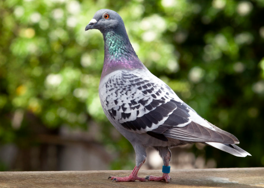 How Often Should Pigeons Eat Apples