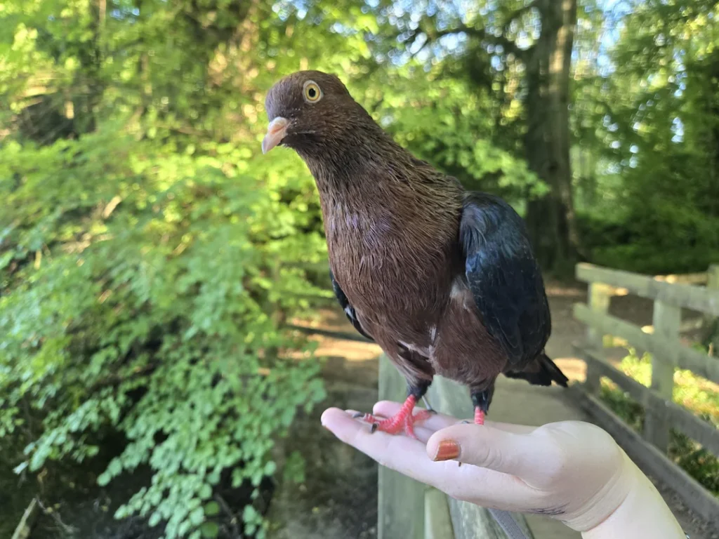 How Often Should Pigeons Eat Watermelon