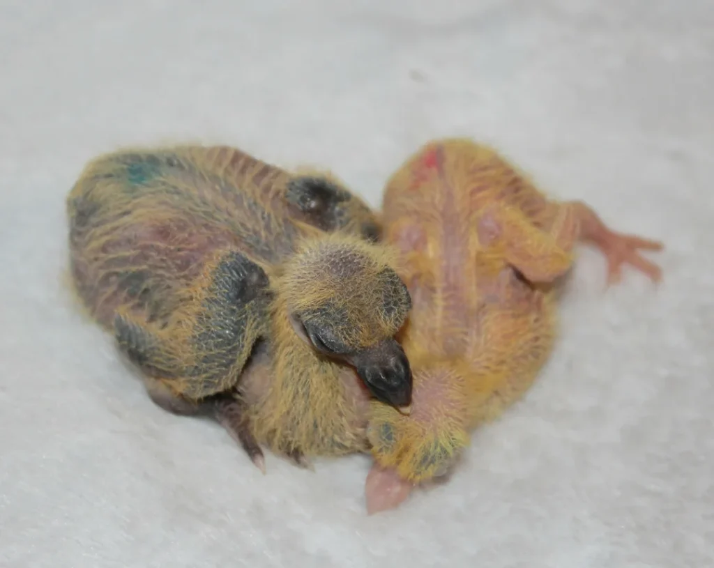 How Parent Pigeons Raise a Squab