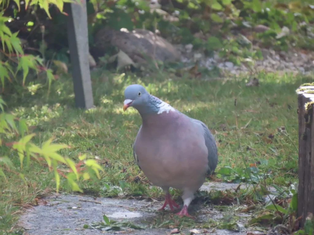   How to Increase the Life Span of a Pigeon