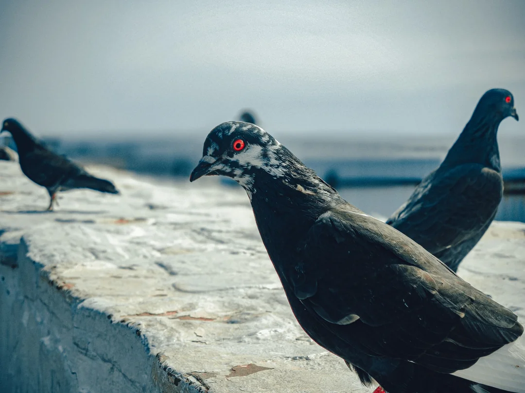 How to Tell if a Pigeon Is Male or Female