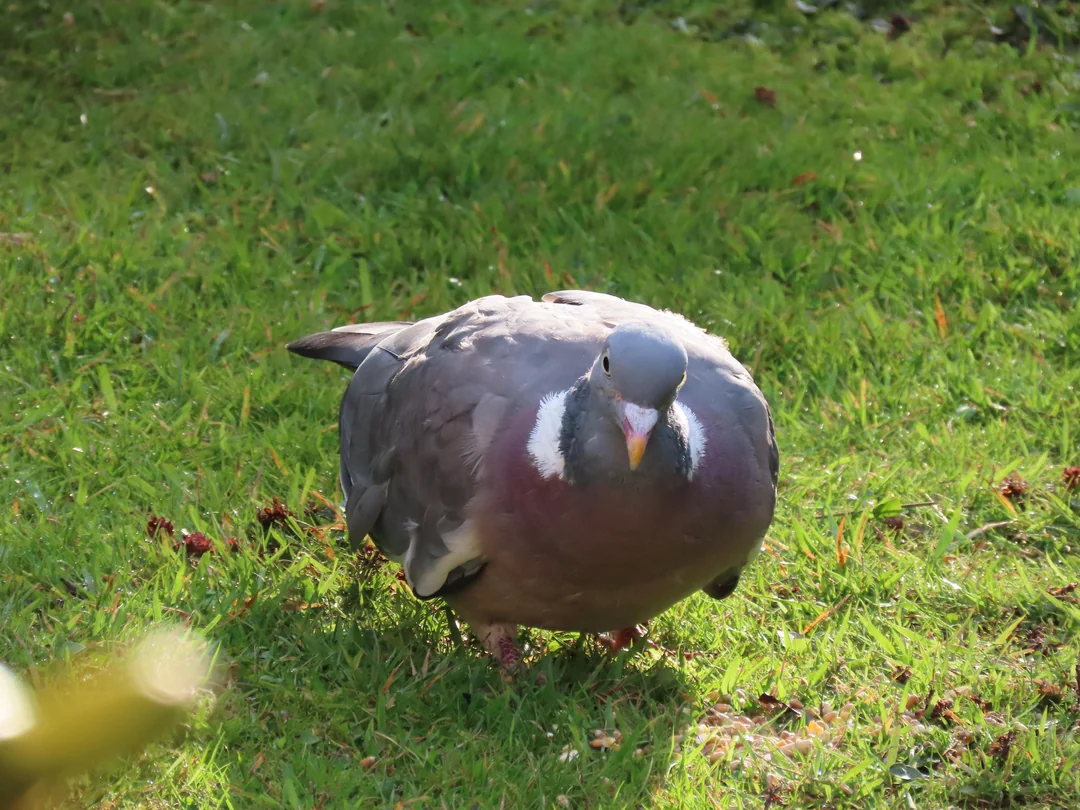 Life Span of a Pigeon