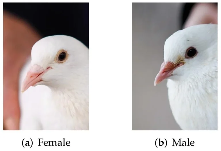 Male vs Female Pigeons