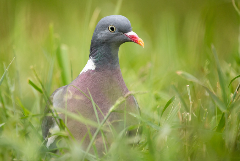  Mistakes When Feeding Mealworms to Pigeons