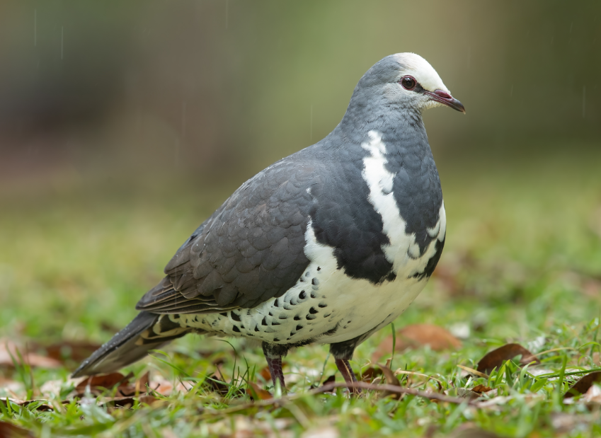 Can Pigeons Eat Blueberries Safely