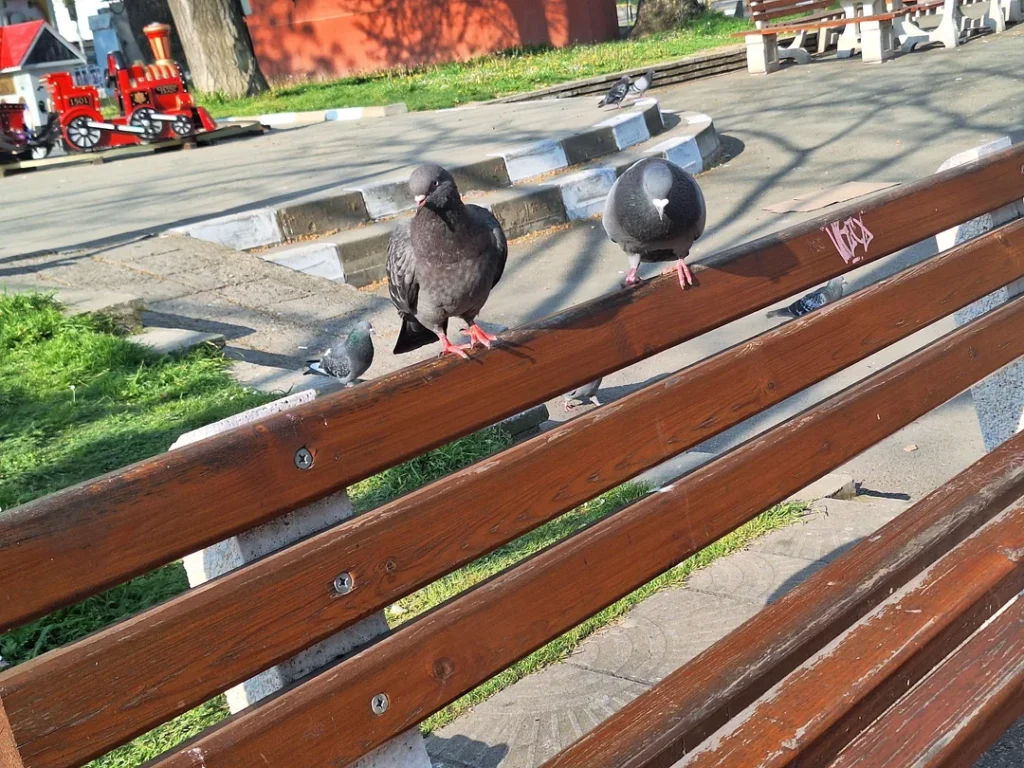 Practical Advice for Pigeon Owners 