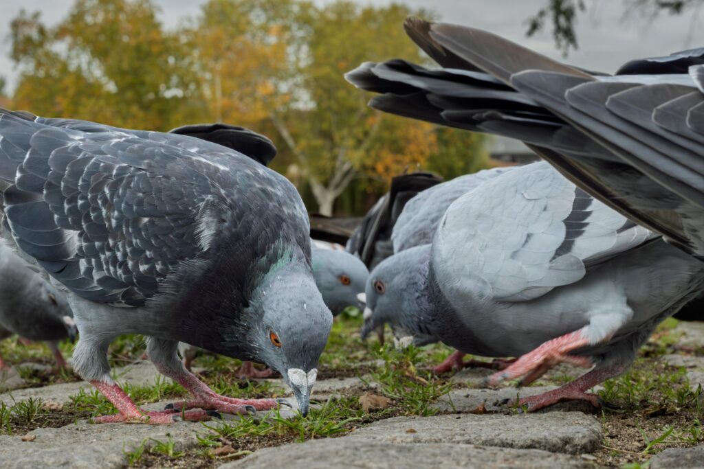 Practical Tips and Common Feeding Mistakes