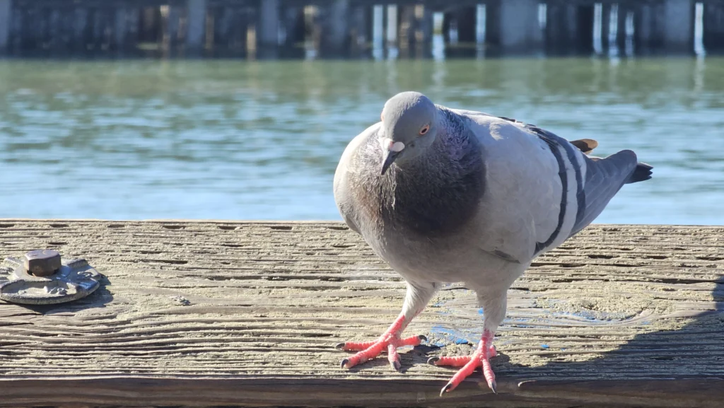 Protect Pigeons From Predators