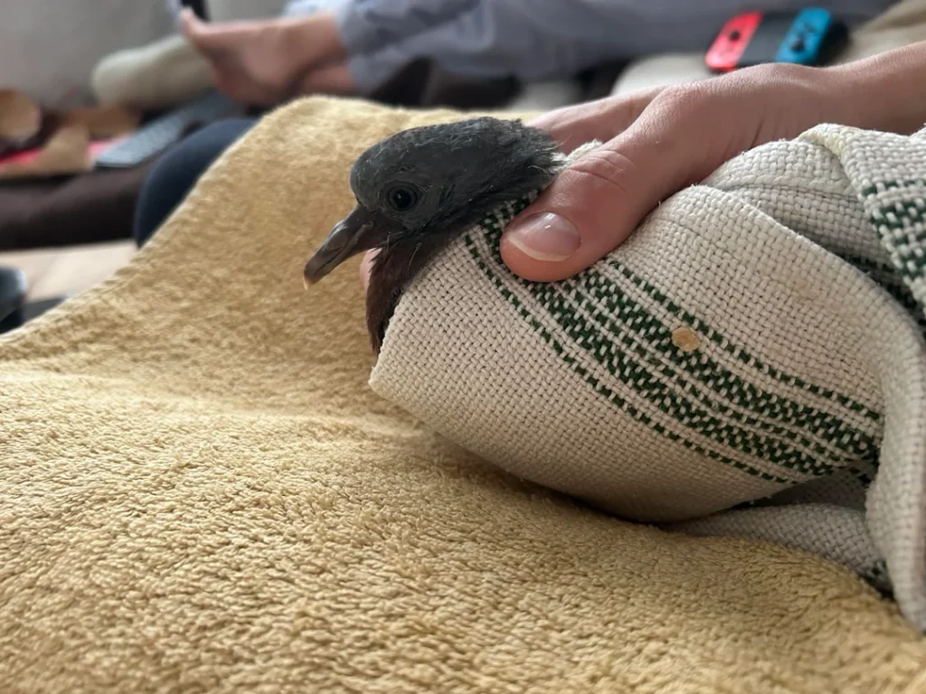 Tips That Help Pet Pigeons Live Longer