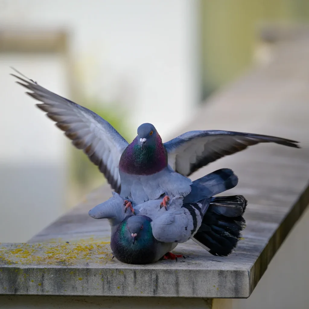 Tips and Common Mistakes When Sexing Pigeons