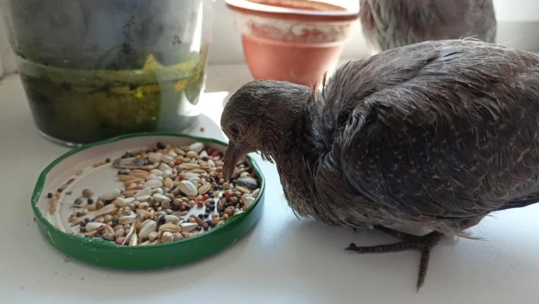 What Not to Feed Pigeons