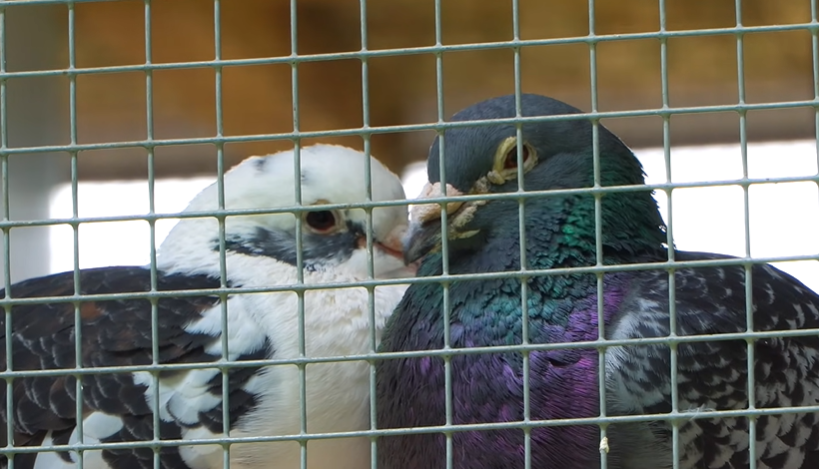 When Almonds Can Be Helpful