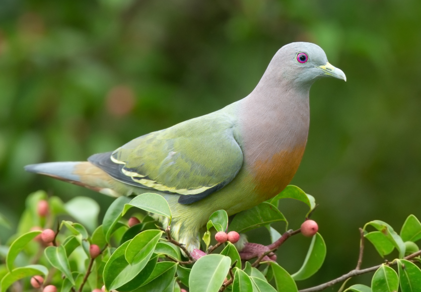 Which Pigeons Enjoy Bananas the Most