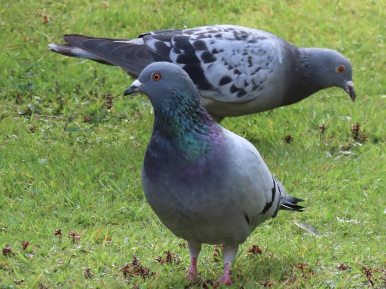 can pigeons eat garlic
