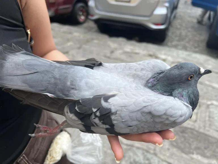 female vs male pigeons