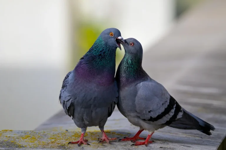 how to sex a pigeon