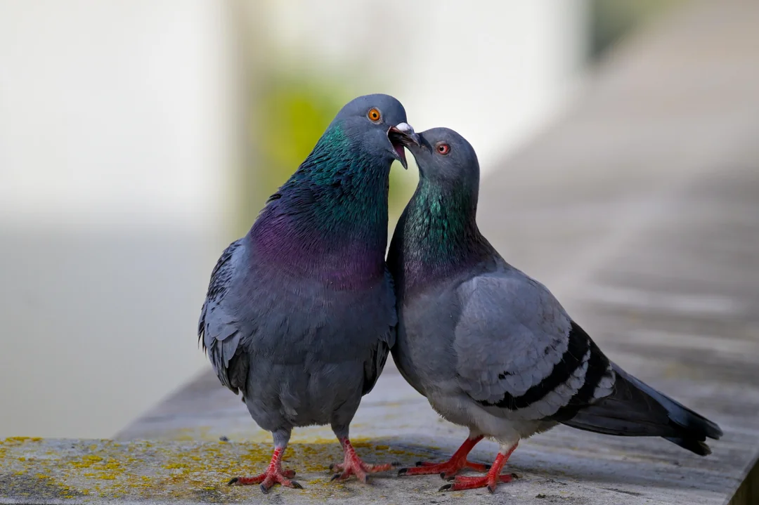 how to sex a pigeon
