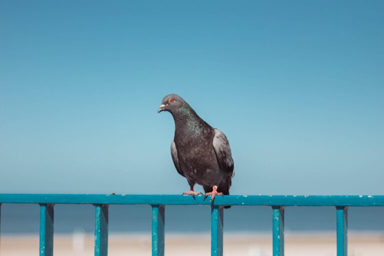 How to Tell Pigeon Gender