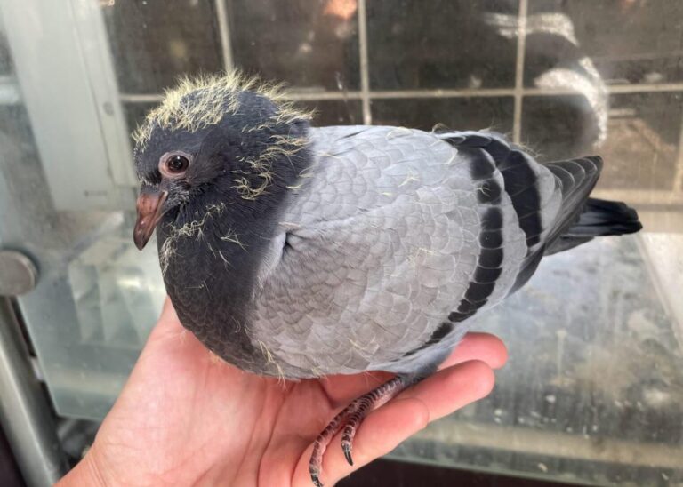 what is a young pigeon called