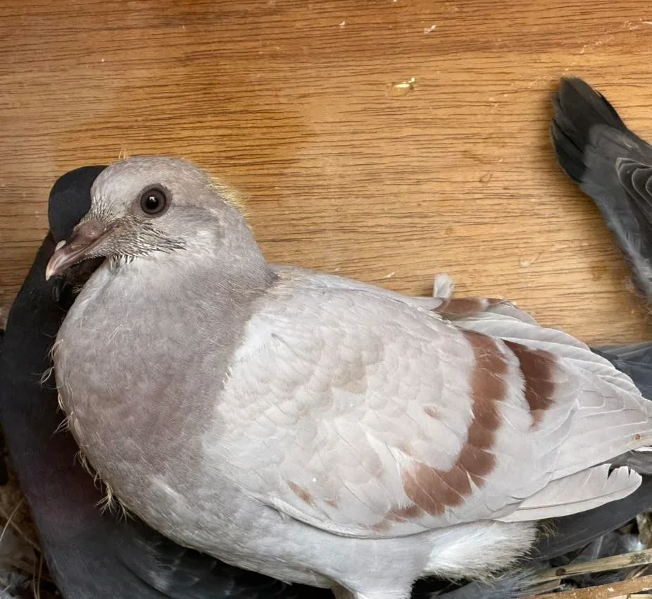 young pigeon is called