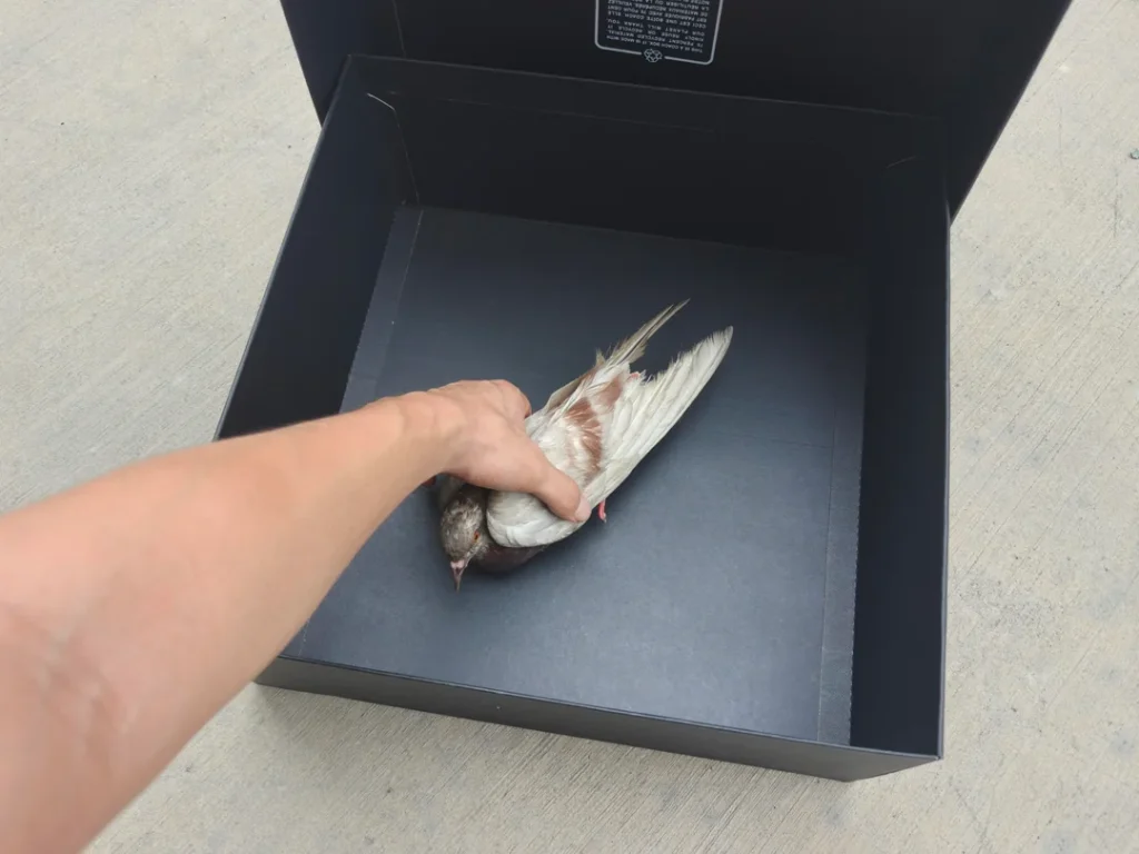 Can Humans Get Sick From Pigeons