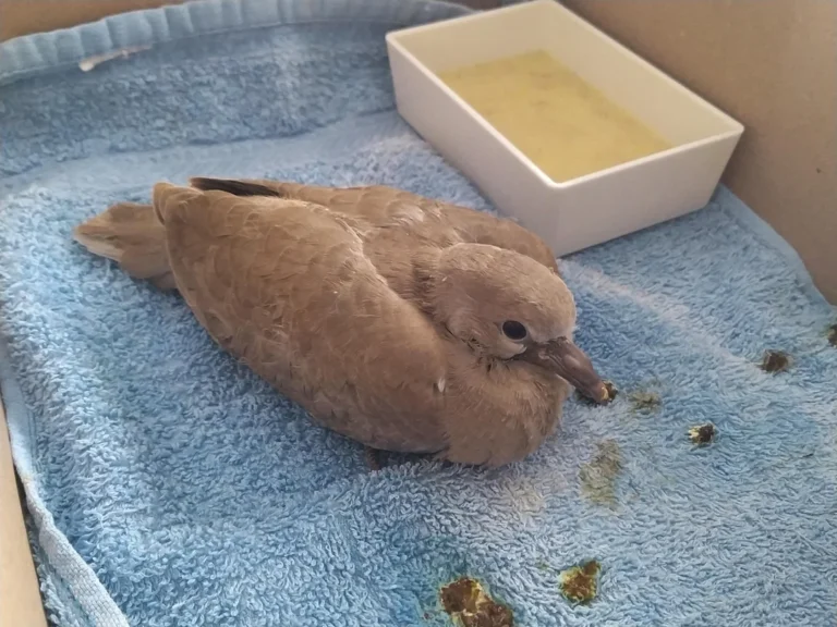 Can Pigeon Poop Cause Disease