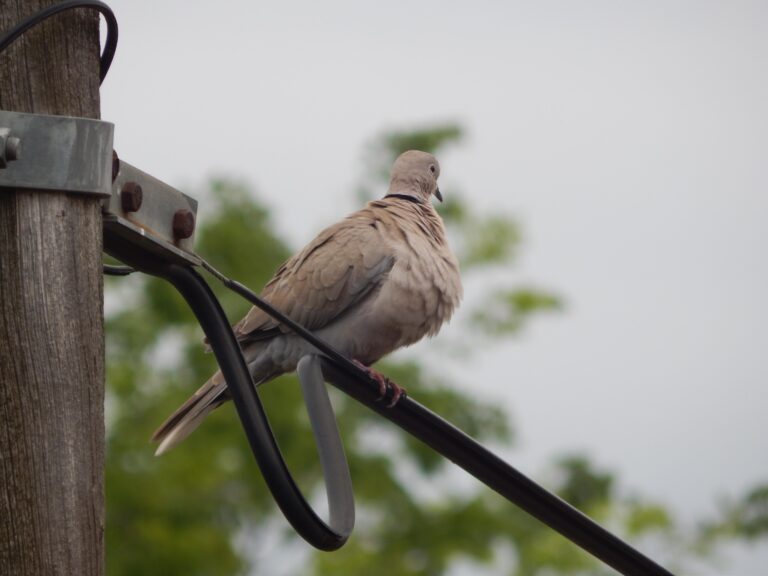 Can Pigeons See Color