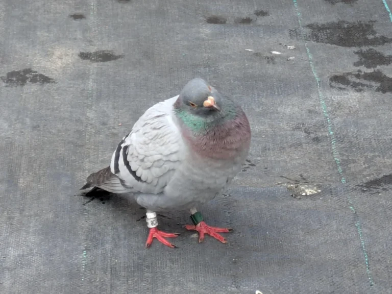 Can Pigeons See In The Dark