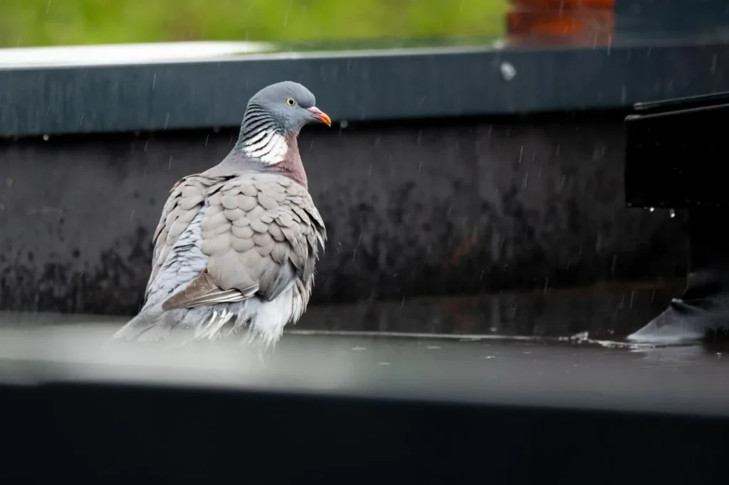 Cooing When They Feel Safe and Comfortable