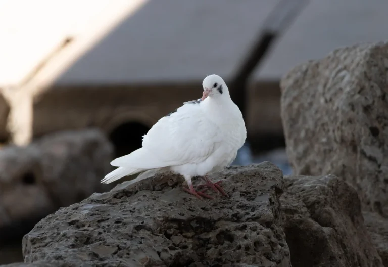 Diseases Transmitted By Pigeons