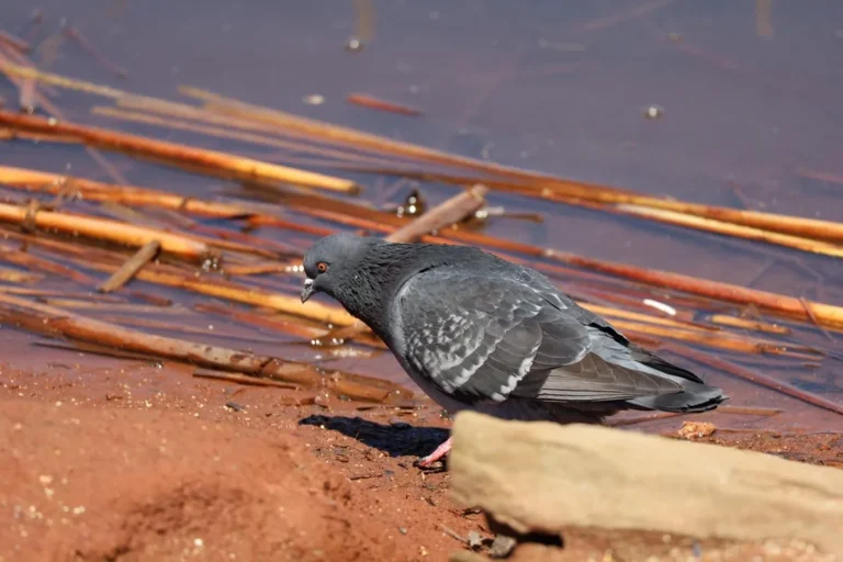 Do Pigeons Lay Eggs