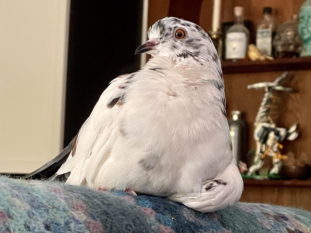 Do pigeons ever change partners