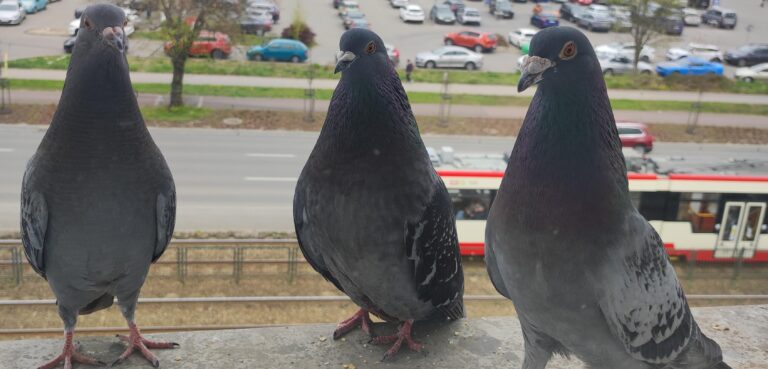 do pigeons mate for life