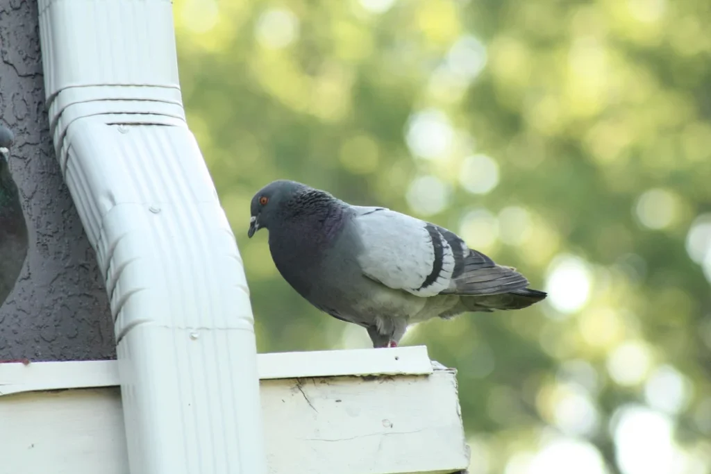 Helpful Tips for Managing Pigeons at Night
