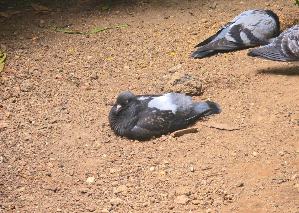 How Colour Affects Pigeon Behaviour