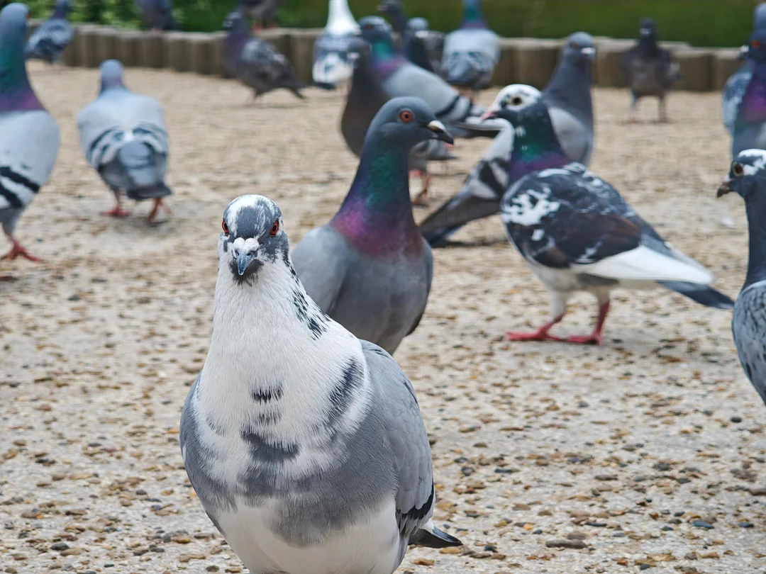How Do Pigeons Mate