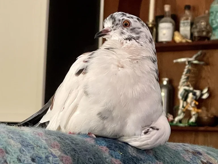 How Many Eggs Does a Pigeon Lay