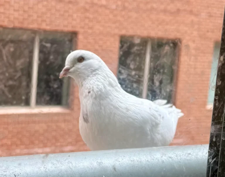 Nesting Boxes For Pigeons