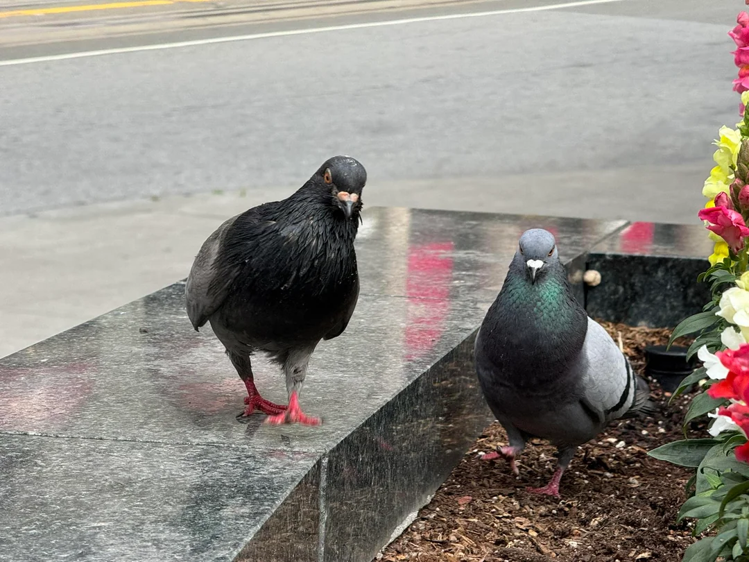 Pigeon Behaviour Guide