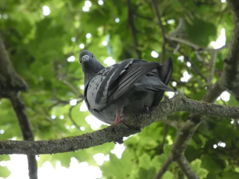 Pigeon Nest Box Size