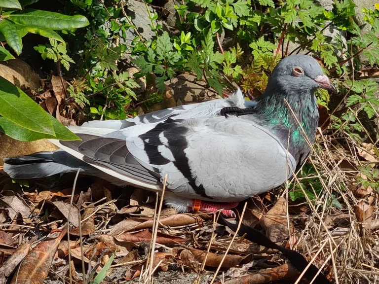 Pigeon breeding guide