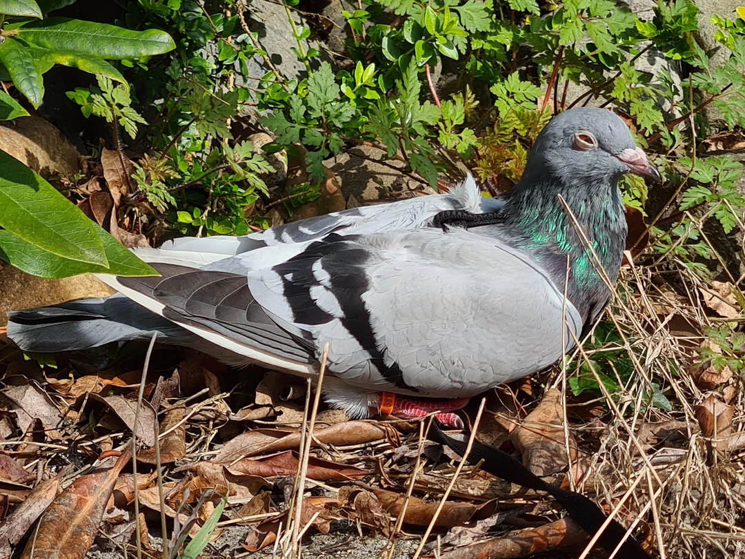 Pigeon breeding guide