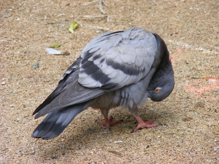 Pigeon diseases