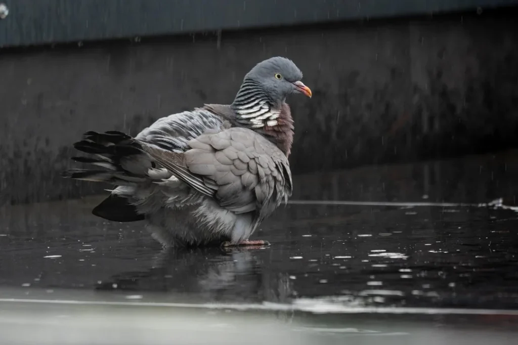 Practical Pigeon Care Advice During Incubation