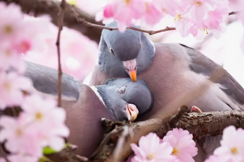 Practical Pigeon Care Advice