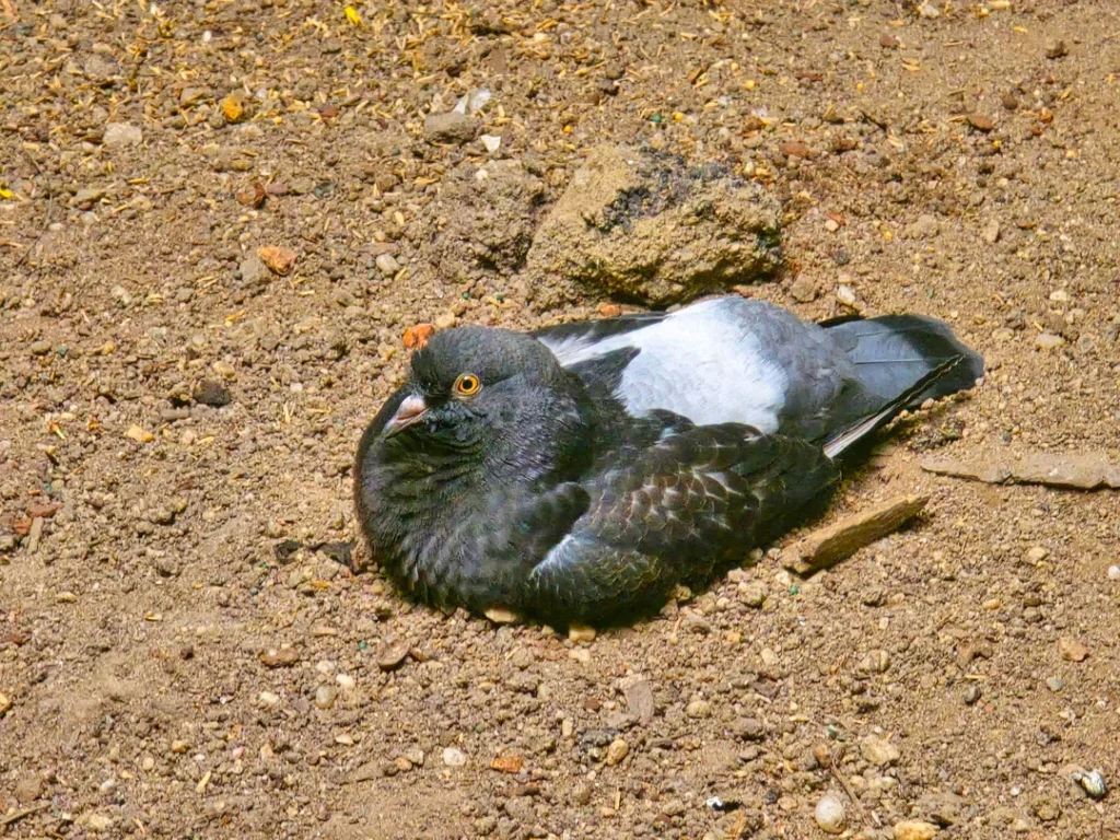 Practical pigeon care advice