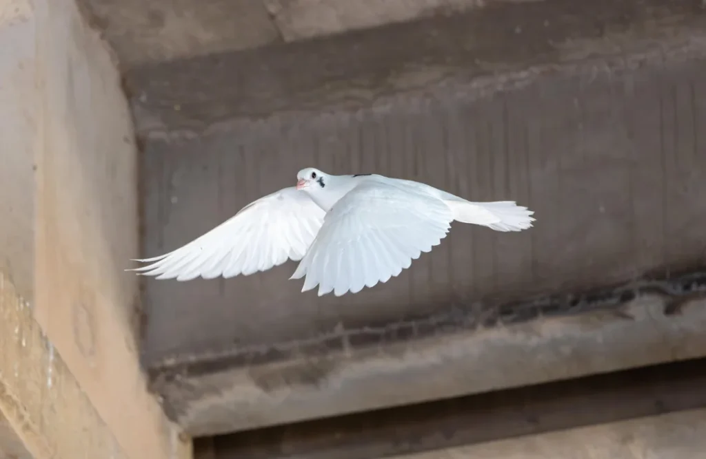  Tips to Keep Your Pigeons Healthy