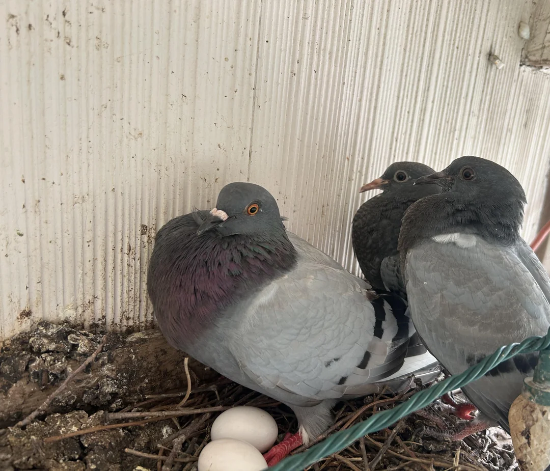 What Diseases Do Pigeons Carry