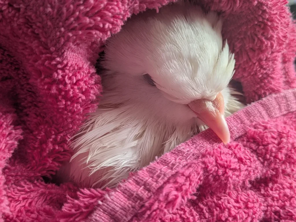 What does it mean when a pigeon makes a strange sound