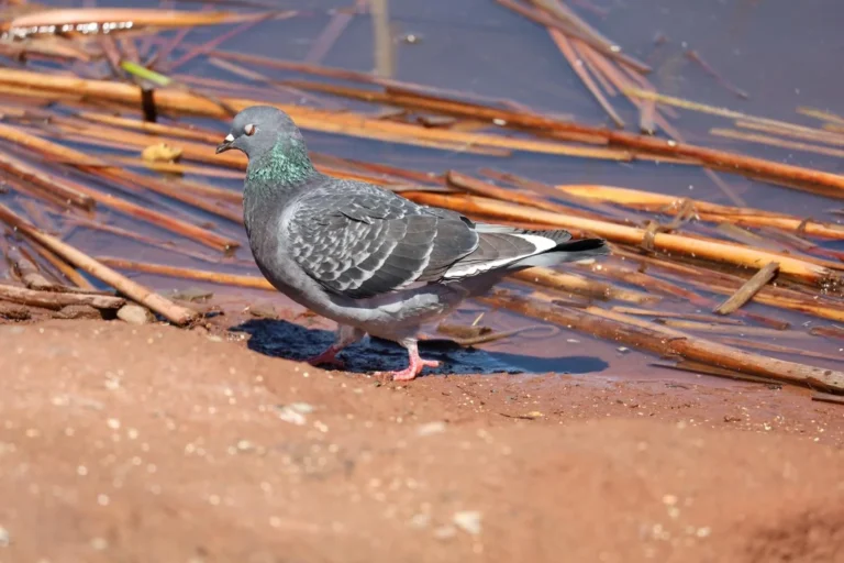 When Do Pigeons Lay Eggs